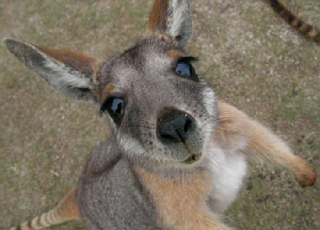 baby_kangaroo