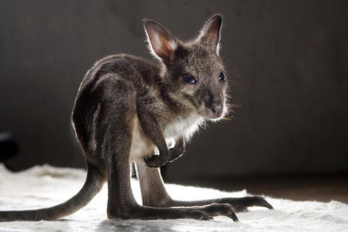 babykangaroo02